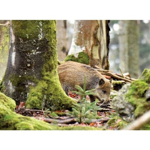 Kalendarz ścienny DZIKA PRZYRODA 13-planszowe 2024 320mm x 470mm Lucrum (RW03)