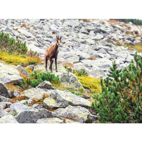 Kalendarz ścienny DZIKA PRZYRODA 13-planszowe 2024 320mm x 470mm Lucrum (RW03)