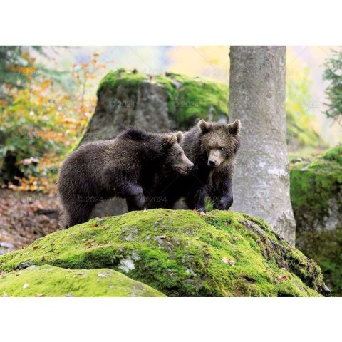 Kalendarz ścienny DZIKA PRZYRODA 13-planszowe 2024 320mm x 470mm Lucrum (RW03)