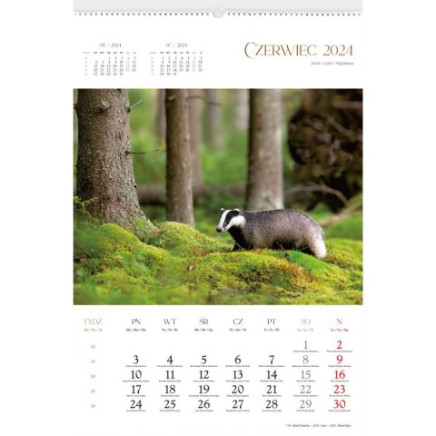 Kalendarz ścienny DZIKA PRZYRODA 13-planszowe 2024 320mm x 470mm Lucrum (RW03)