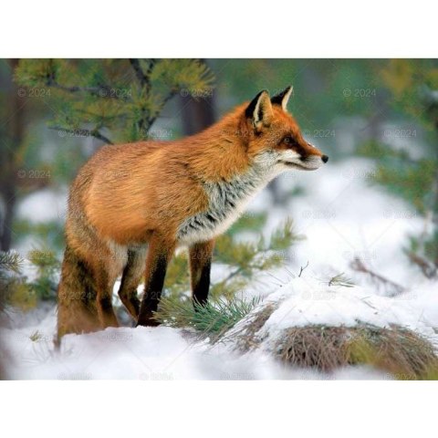 Kalendarz ścienny DZIKA PRZYRODA 13-planszowe 2024 320mm x 470mm Lucrum (RW03)