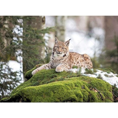 Kalendarz ścienny DZIKA PRZYRODA 13-planszowe 2024 320mm x 470mm Lucrum (RW03)