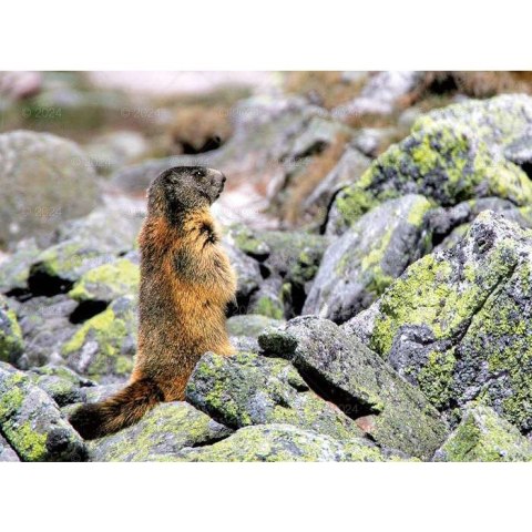 Kalendarz ścienny DZIKA PRZYRODA 13-planszowe 2024 320mm x 470mm Lucrum (RW03)