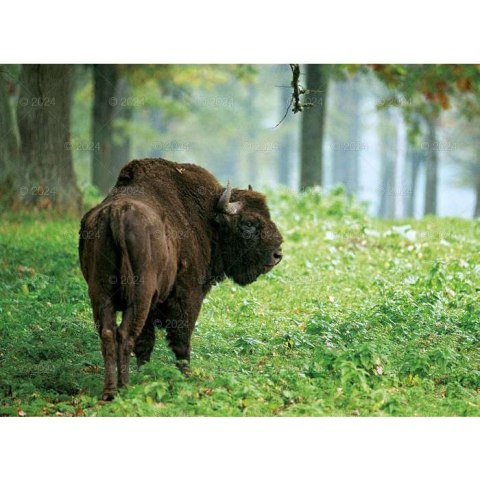 Kalendarz ścienny DZIKA PRZYRODA 13-planszowe 2024 320mm x 470mm Lucrum (RW03)