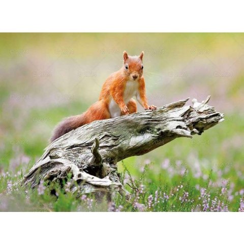 Kalendarz ścienny DZIKA PRZYRODA 13-planszowe 2024 320mm x 470mm Lucrum (RW03)