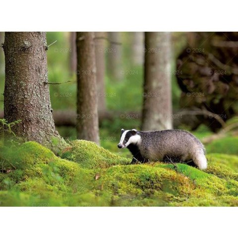 Kalendarz ścienny DZIKA PRZYRODA 13-planszowe 2024 320mm x 470mm Lucrum (RW03)