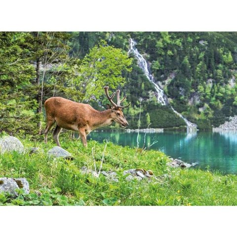 Kalendarz ścienny DZIKA PRZYRODA 13-planszowe 2024 320mm x 470mm Lucrum (RW03)