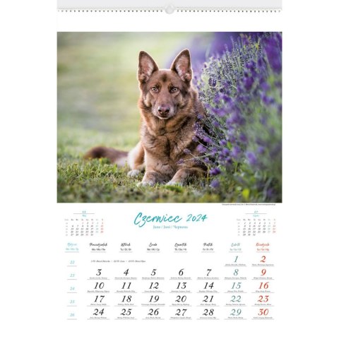 Kalendarz ścienny PSY RASOWE 13-planszowe 2024 320mm x 470mm Lucrum (RW13)
