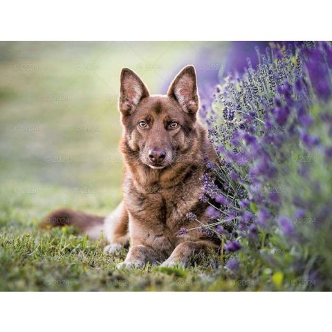 Kalendarz ścienny PSY RASOWE 13-planszowe 2024 320mm x 470mm Lucrum (RW13)