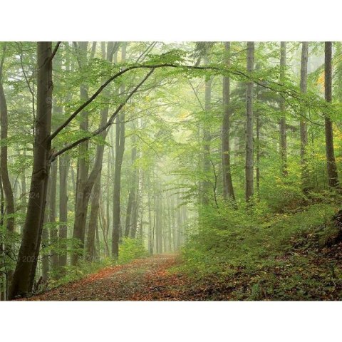 Kalendarz ścienny LASY POLSKIE 13-planszowe 2024 320mm x 470mm Lucrum (RW04)