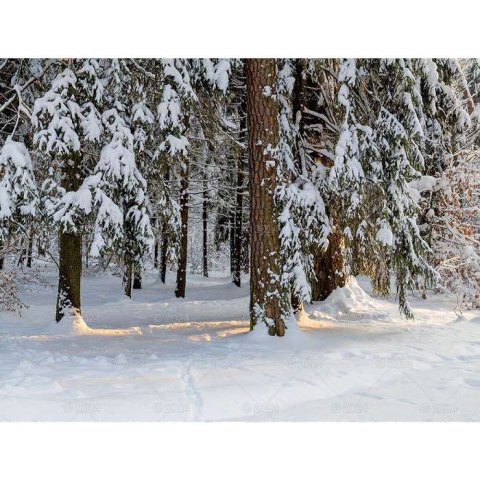 Kalendarz ścienny LASY POLSKIE 13-planszowe 2024 320mm x 470mm Lucrum (RW04)