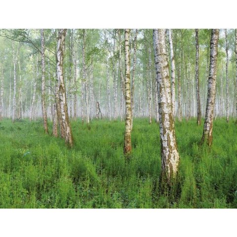 Kalendarz ścienny LASY POLSKIE 13-planszowe 2024 320mm x 470mm Lucrum (RW04)