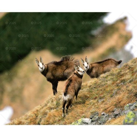 Kalendarz ścienny DZIKA PRZYRODA WIELOPLANSZOWY 12K 320mm x 470mm Lucrum (RW7)