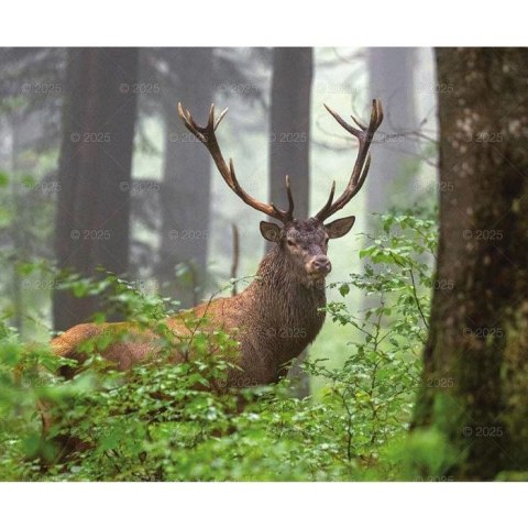 Kalendarz ścienny DZIKA PRZYRODA WIELOPLANSZOWY 12K 320mm x 470mm Lucrum (RW7)