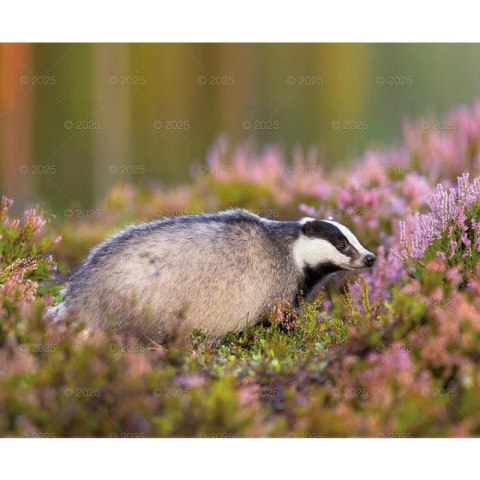 Kalendarz ścienny DZIKA PRZYRODA WIELOPLANSZOWY 12K 320mm x 470mm Lucrum (RW7)