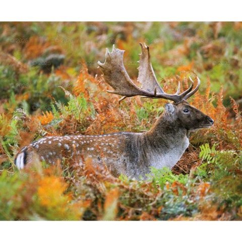 Kalendarz ścienny DZIKA PRZYRODA WIELOPLANSZOWY 12K 320mm x 470mm Lucrum (RW7)