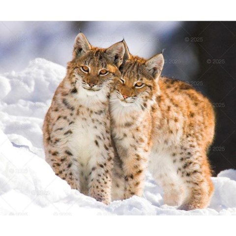 Kalendarz ścienny DZIKA PRZYRODA WIELOPLANSZOWY 12K 320mm x 470mm Lucrum (RW7)