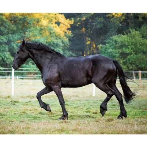 Kalendarz ścienny KONIE W OBIEKTYWIE WIELOPLANSZOWY 12K 320mm x 470mm Lucrum (RW15)