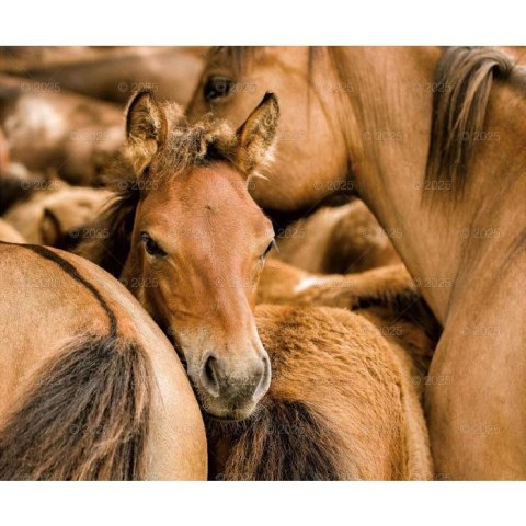 Kalendarz ścienny KONIE W OBIEKTYWIE WIELOPLANSZOWY 12K 320mm x 470mm Lucrum (RW15)