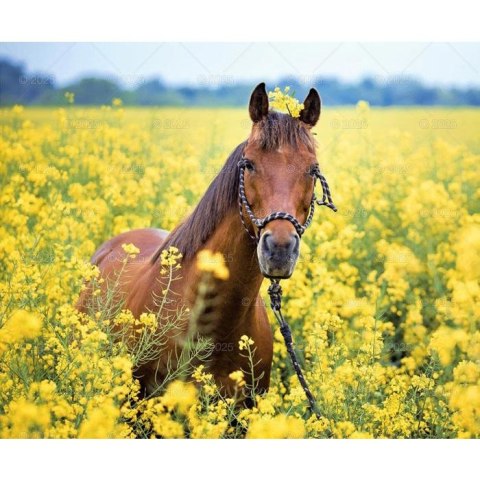 Kalendarz ścienny KONIE W OBIEKTYWIE WIELOPLANSZOWY 12K 320mm x 470mm Lucrum (RW15)