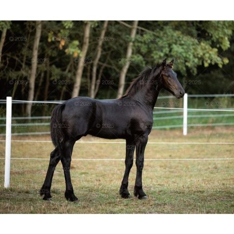 Kalendarz ścienny KONIE W OBIEKTYWIE WIELOPLANSZOWY 12K 320mm x 470mm Lucrum (RW15)