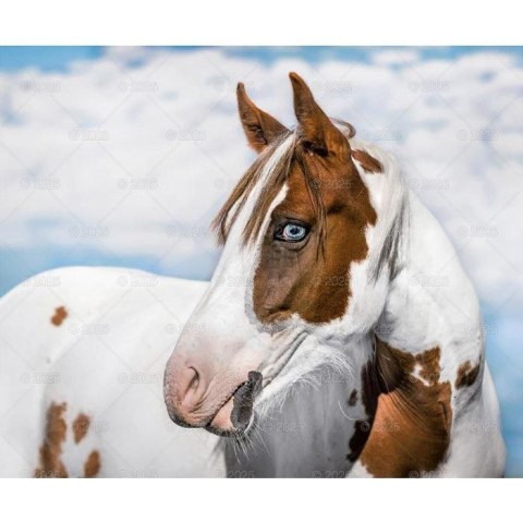 Kalendarz ścienny KONIE W OBIEKTYWIE WIELOPLANSZOWY 12K 320mm x 470mm Lucrum (RW15)