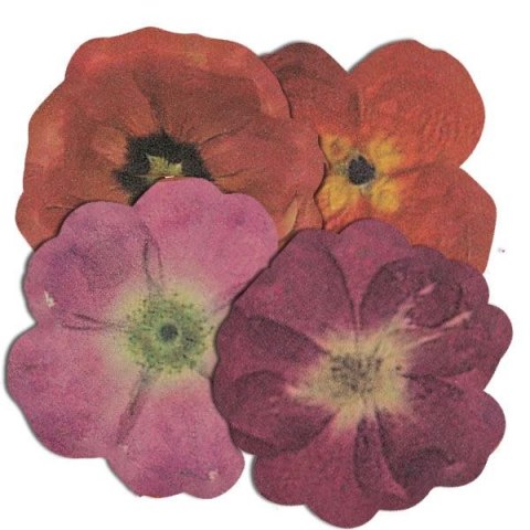 Naklejka (nalepka) Craft-Fun Series Naklejki papierowe Titanum (24XQ0501-13)