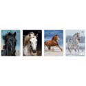 Zeszyt A5 WILD HORSES 16k. 70g linia kolor Interdruk
