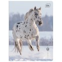 Zeszyt A5 WILD HORSES 16k. 70g linia kolor Interdruk