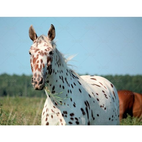 Kalendarz ścienny 13-planszowe 320mm x 470mm Lucrum (RW14)