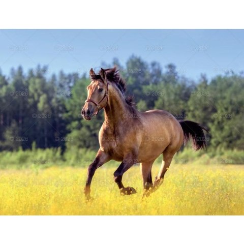 Kalendarz ścienny 13-planszowe 320mm x 470mm Lucrum (RW14)