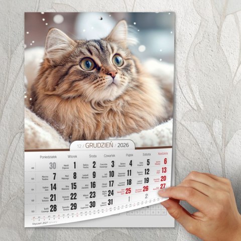 Kalendarz ścienny A4 KOTY A4 Press (5904830713381)