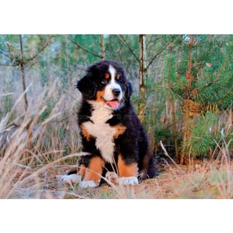 Kalendarz ścienny PSY rodzinny 280mm x 200mm Lucrum (WL08)