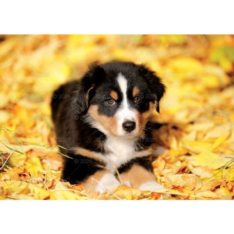 Kalendarz ścienny PSY rodzinny 280mm x 200mm Lucrum (WL08)