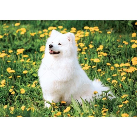 Kalendarz ścienny PSY rodzinny 280mm x 200mm Lucrum (WL08)