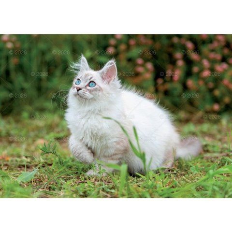 Kalendarz ścienny koty i kotki rodzinny 280mm x 200mm Lucrum (WL09)