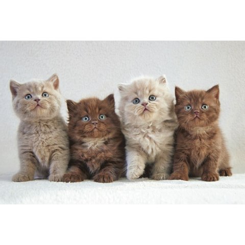 Kalendarz ścienny trójdzielny 855mm x 315mm Michalczyk i Prokop (T-105T-10)