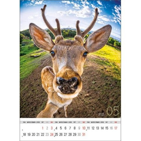 Kalendarz ścienny SELFIE 13-KARTKOWY A3+ Jotan (WP135)