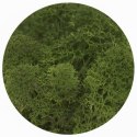 Dekoracja dekoracja florystyczna mech chrobotek reniferowy Titanum (100 gram)