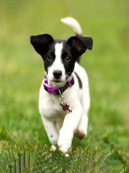 Zestaw kreatywny Diamentowa mozaika 30x40cm Jack Russell Flamingo Line (1(7))