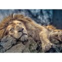 Puzzle Śpiący lew 1000 el. Trefl (10447)